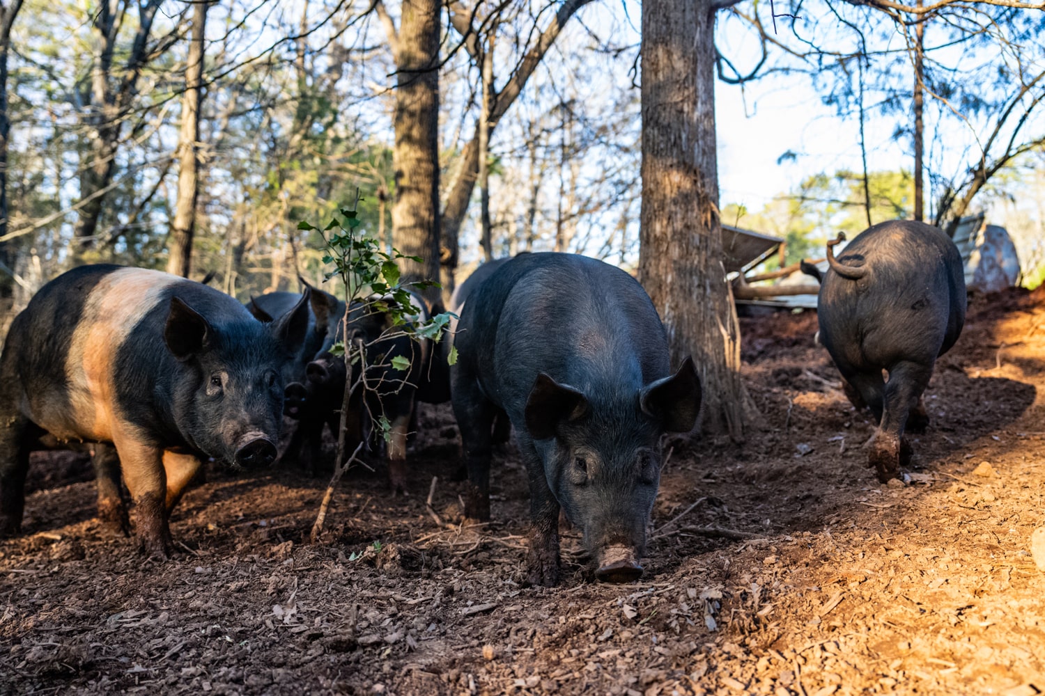 pigs foraging in the woods